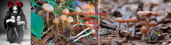 тгк Галич